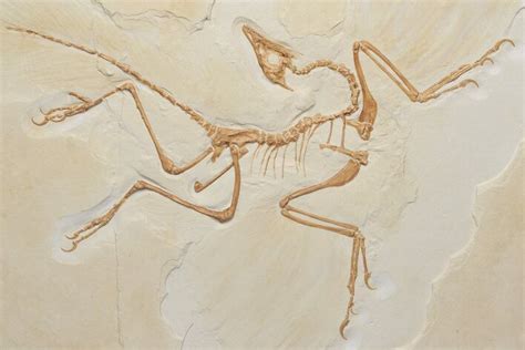 archaeopteryx fossil replica for sale|karen fawcett fossils for sale.